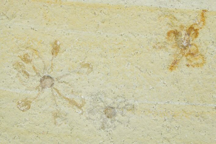 Three Floating Crinoid (Saccocoma) Fossils - Solnhofen Limestone #353567